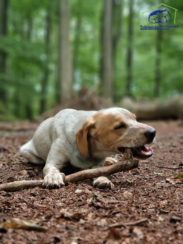 Znaleziono psa, Szczecin, 30 grudnia 2024 (2/5)