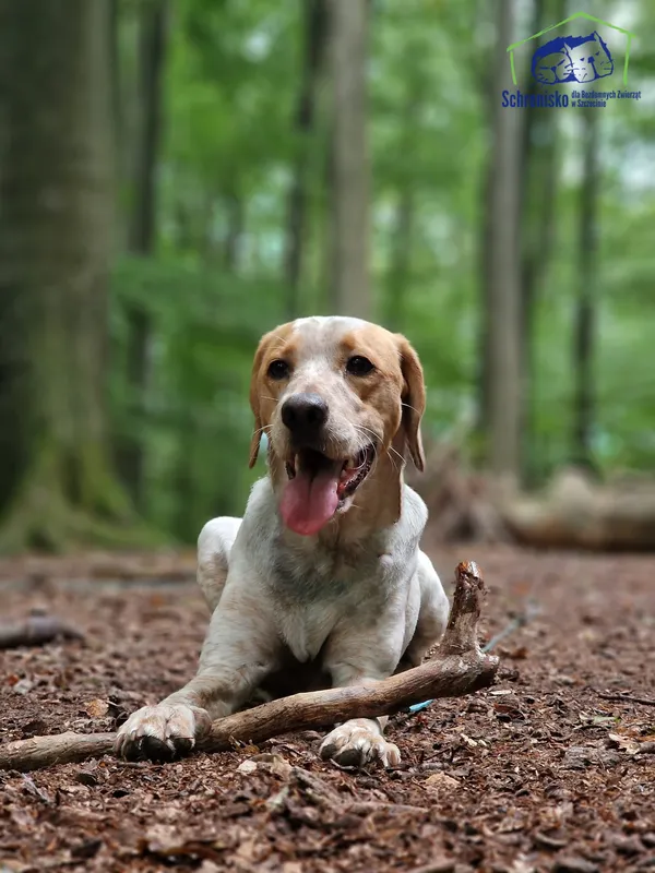 Znaleziono psa, Szczecin, 30 grudnia 2024 (3/5)