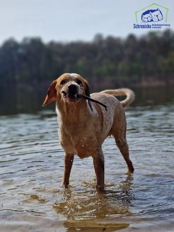 Znaleziono psa, Szczecin, 30 grudnia 2024 (5/5)
