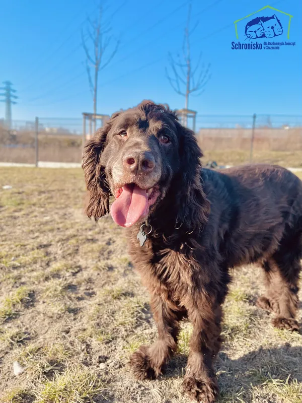 Znaleziono psa, Szczecin, 29 grudnia 2024 (2/3)