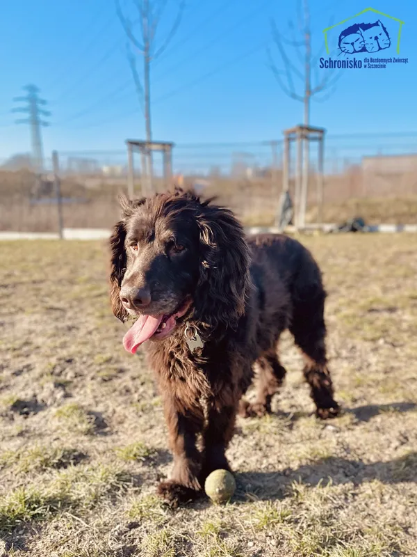 Znaleziono psa, Szczecin, 29 grudnia 2024 (3/3)