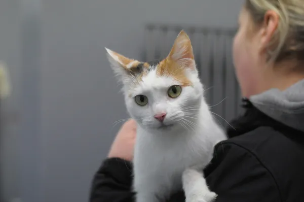 Znaleziono kota, Olsztyn, 23 listopada 2024 (1/3)