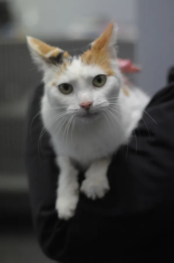 Znaleziono kota, Olsztyn, 23 listopada 2024 (2/3)