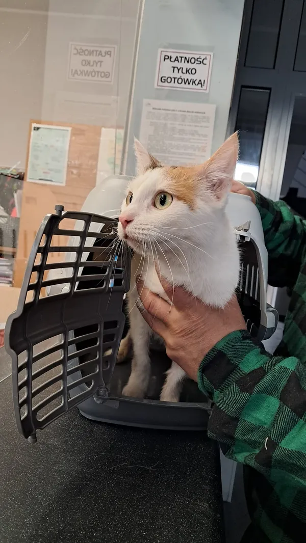 Znaleziono kota, Olsztyn, 23 listopada 2024 (3/3)