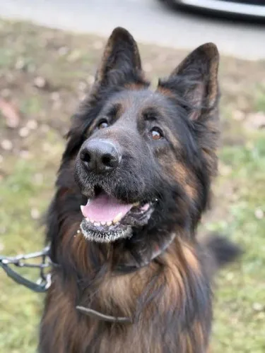 Pies do adopcji, Kraków, 20 grudnia 2024 (3/5)