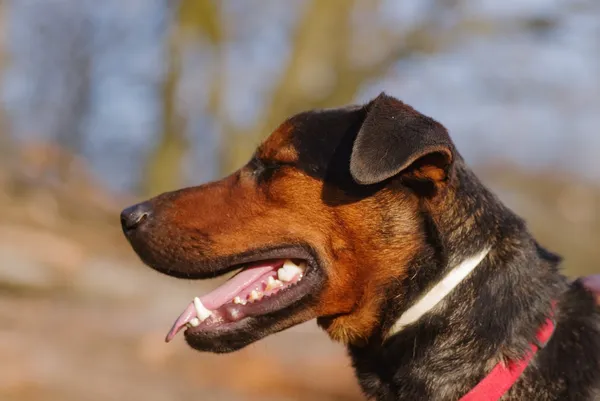 Pies do adopcji, Zgierz, 4 stycznia 2025 (2/5)