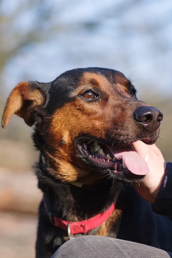 Pies do adopcji, Zgierz, 4 stycznia 2025 (3/5)