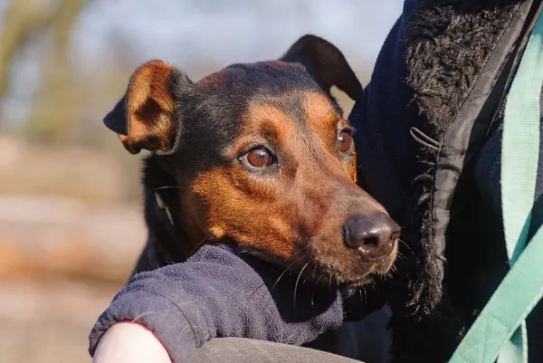 Pies do adopcji, Zgierz, 4 stycznia 2025 (5/5)