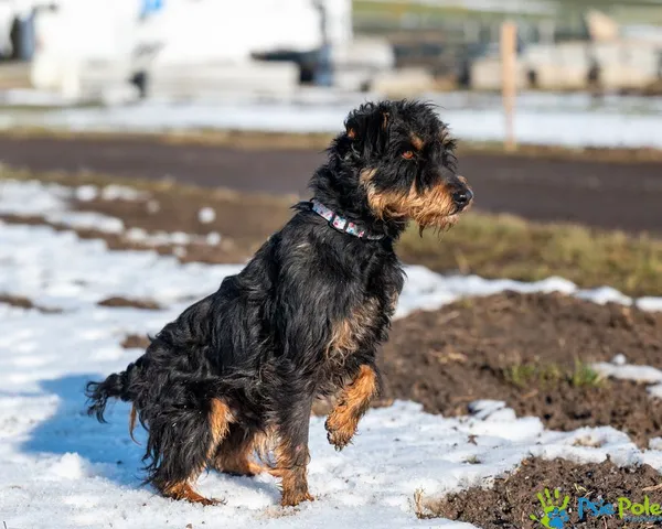 Znaleziono psa, Racławice, 2 stycznia 2025 (1/5)