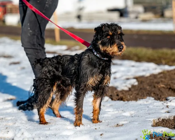 Znaleziono psa, Racławice, 2 stycznia 2025 (2/5)