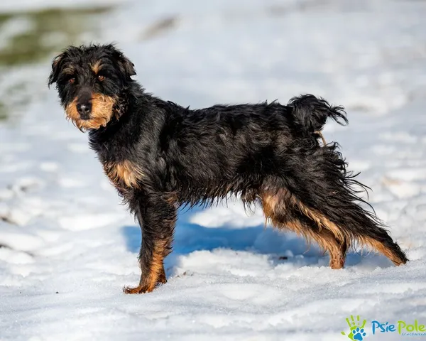 Znaleziono psa, Racławice, 2 stycznia 2025 (5/5)