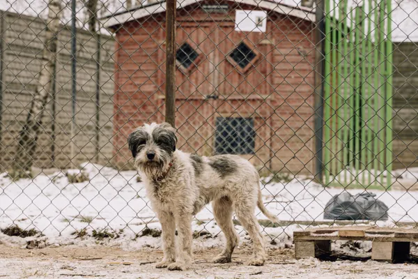 Pies do adopcji, Korabiewice, 4 stycznia 2025 (1/5)