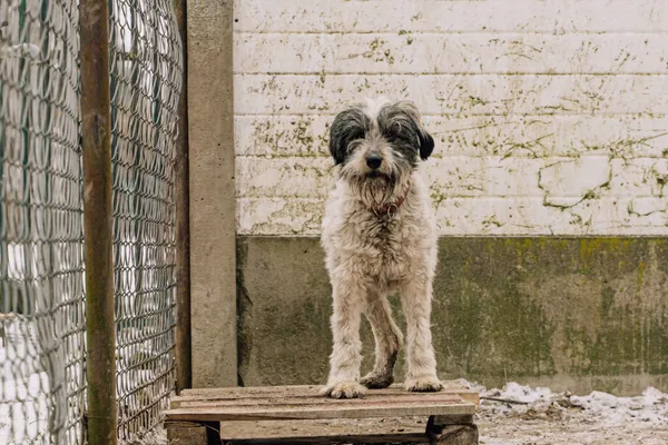 Pies do adopcji, Korabiewice, 4 stycznia 2025 (2/5)