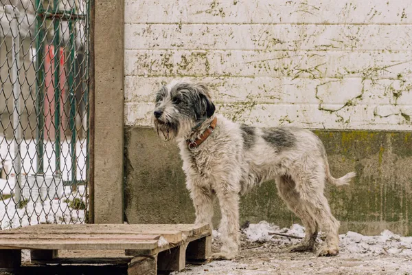 Pies do adopcji, Korabiewice, 4 stycznia 2025 (3/5)