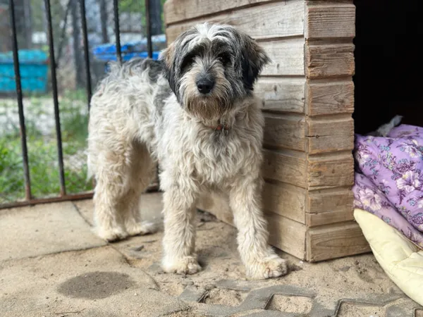 Pies do adopcji, Korabiewice, 4 stycznia 2025 (4/5)