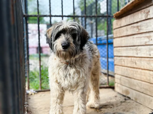 Pies do adopcji, Korabiewice, 4 stycznia 2025 (5/5)