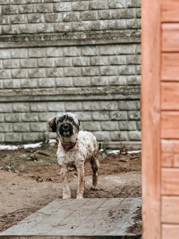 Pies do adopcji, Korabiewice, 4 stycznia 2025 (5/5)