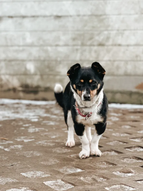 Pies do adopcji, Korabiewice, 4 stycznia 2025 (3/5)