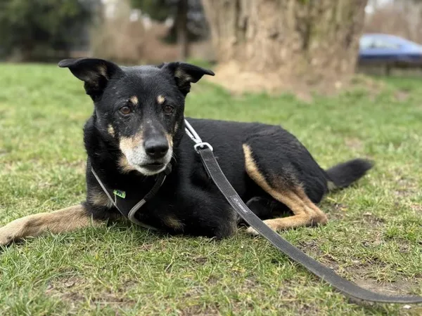 Pies do adopcji, Kraków, 21 grudnia 2024 (3/5)