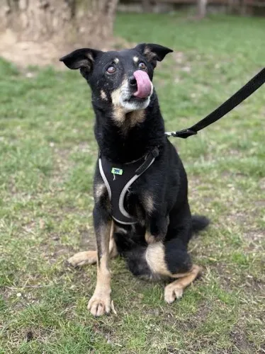 Pies do adopcji, Kraków, 21 grudnia 2024 (4/5)