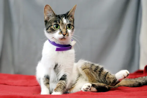 Znaleziono kota, Sosnowiec, 2 stycznia 2024 (2/4)