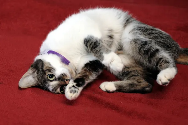 Znaleziono kota, Sosnowiec, 2 stycznia 2024 (4/4)