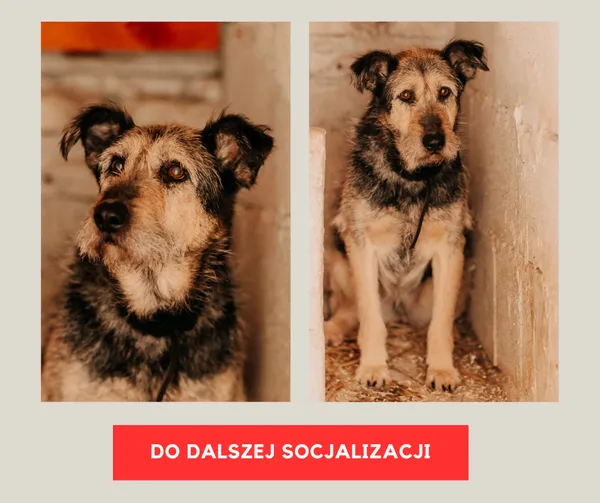 Pies do adopcji, Czartki, 6 stycznia 2025