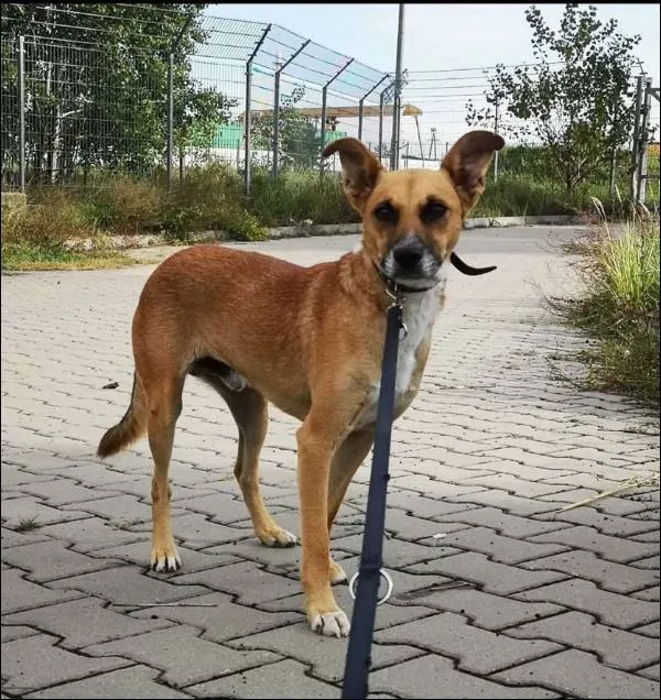 Znaleziono psa, Grudziądz, 5 kwietnia 2023