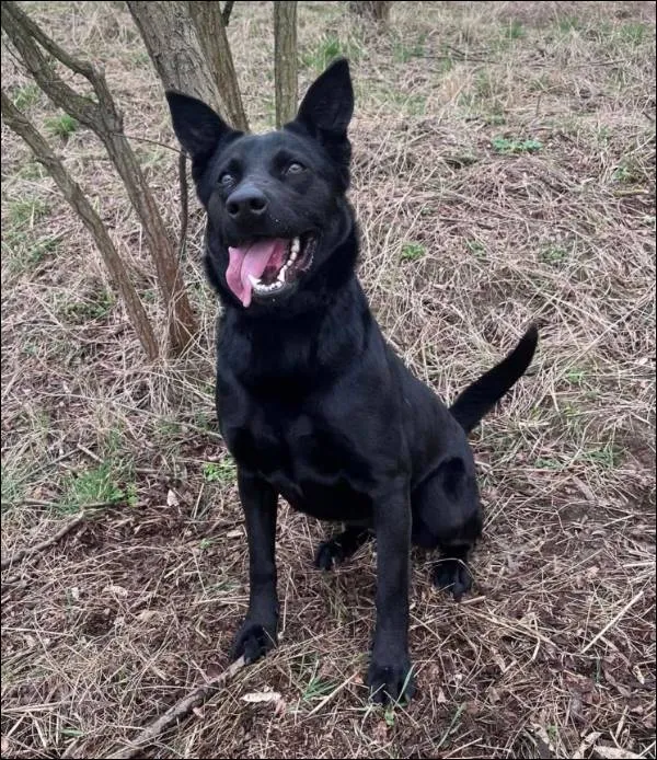 Znaleziono psa, Grudziądz, 23 listopada 2021