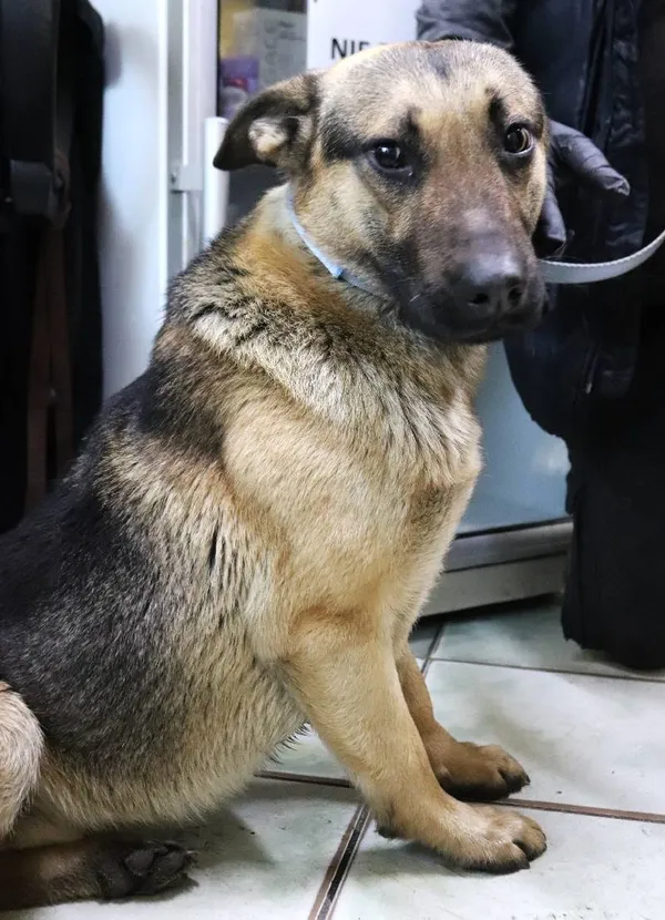 Znaleziono psa, Łódź, 6 stycznia 2025 (1/5)