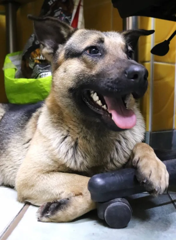 Znaleziono psa, Łódź, 6 stycznia 2025 (2/5)