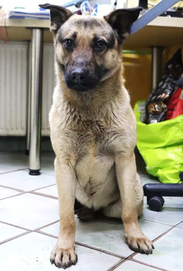 Znaleziono psa, Łódź, 6 stycznia 2025 (3/5)