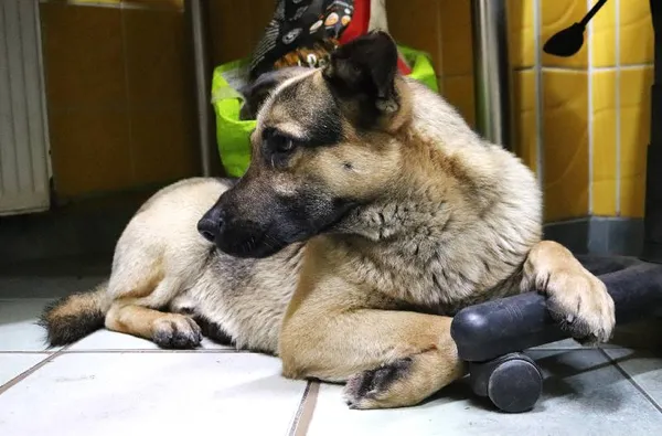 Znaleziono psa, Łódź, 6 stycznia 2025 (4/5)