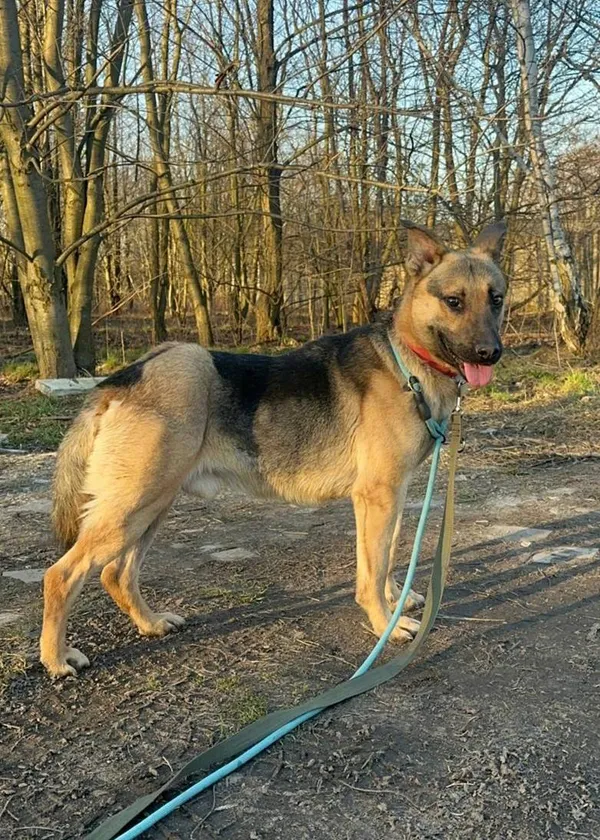 Znaleziono psa, Łódź, 6 stycznia 2025 (5/5)