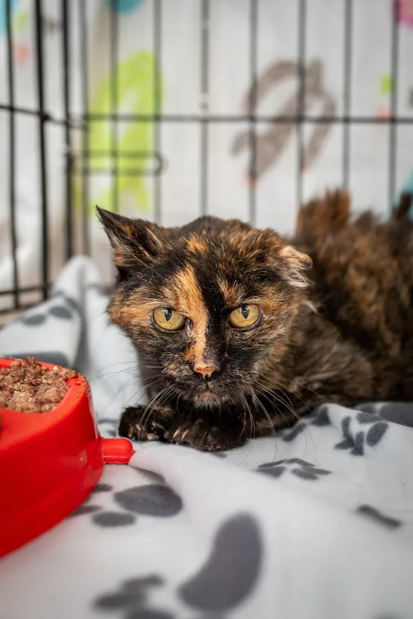 Znaleziono kota, Sosnowiec, 8 grudnia 2024 (1/4)