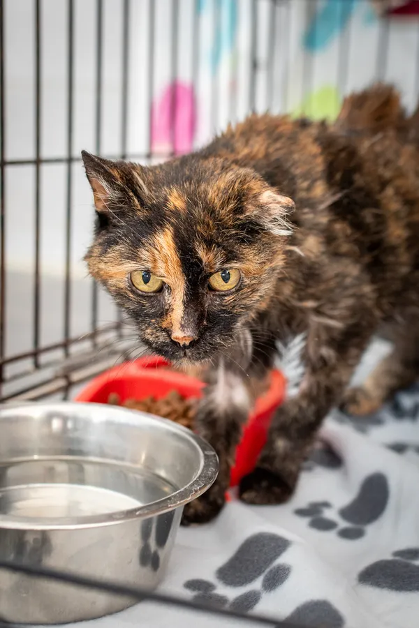 Znaleziono kota, Sosnowiec, 8 grudnia 2024 (2/4)