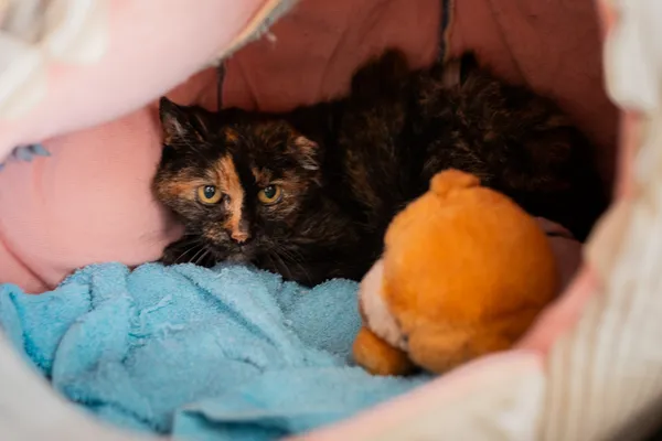 Znaleziono kota, Sosnowiec, 8 grudnia 2024 (3/4)