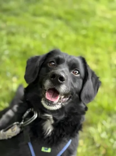 Pies do adopcji, Kraków, 24 grudnia 2024 (2/5)