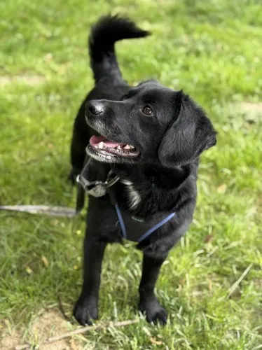 Pies do adopcji, Kraków, 24 grudnia 2024 (3/5)