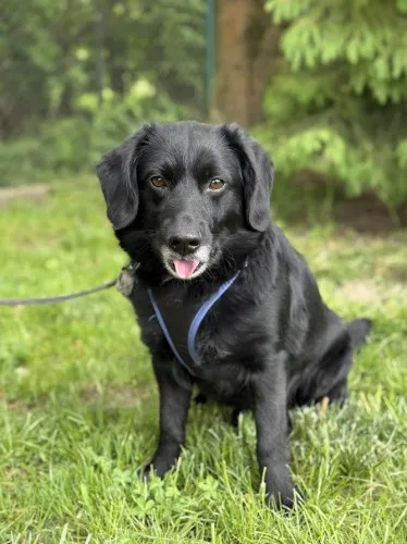 Pies do adopcji, Kraków, 24 grudnia 2024 (4/5)