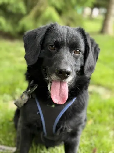 Pies do adopcji, Kraków, 24 grudnia 2024 (5/5)