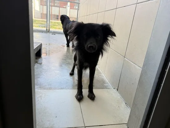 Pies do adopcji, Kraków, 24 grudnia 2024