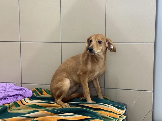 Pies do adopcji, Kraków, 24 grudnia 2024