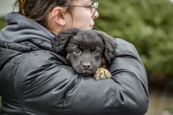 Pies do adopcji, Radom, 8 stycznia 2025 (3/5)