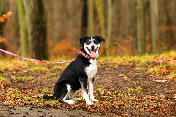 Pies do adopcji, Elbląg, 8 stycznia 2025 (4/5)