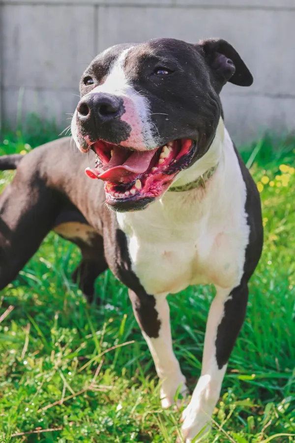 Pies do adopcji, Henrykowo, 18 października 2024 (4/5)