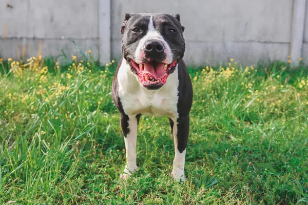 Pies do adopcji, Henrykowo, 18 października 2024 (5/5)