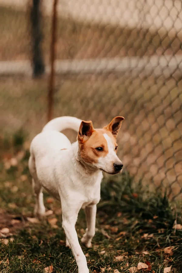 Pies do adopcji, Czartki, 8 stycznia 2025 (3/5)