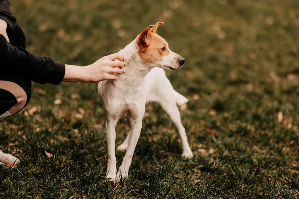 Pies do adopcji, Czartki, 8 stycznia 2025 (5/5)