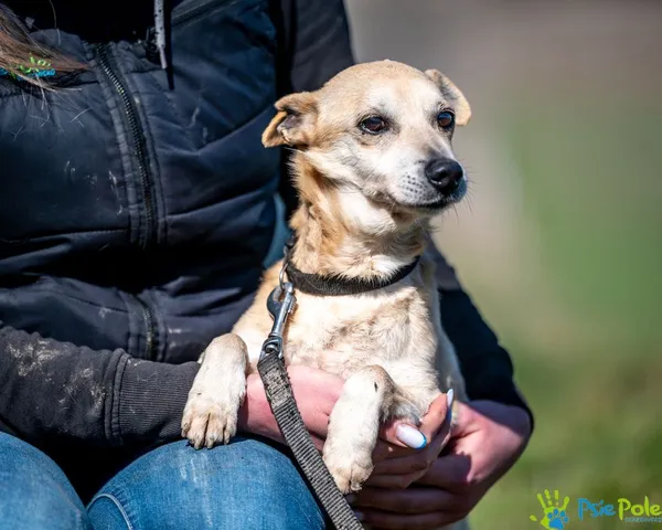 Znaleziono psa, Racławice, 3 stycznia 2025 (1/5)